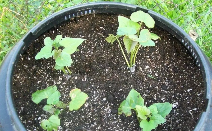 空心菜種植盆栽