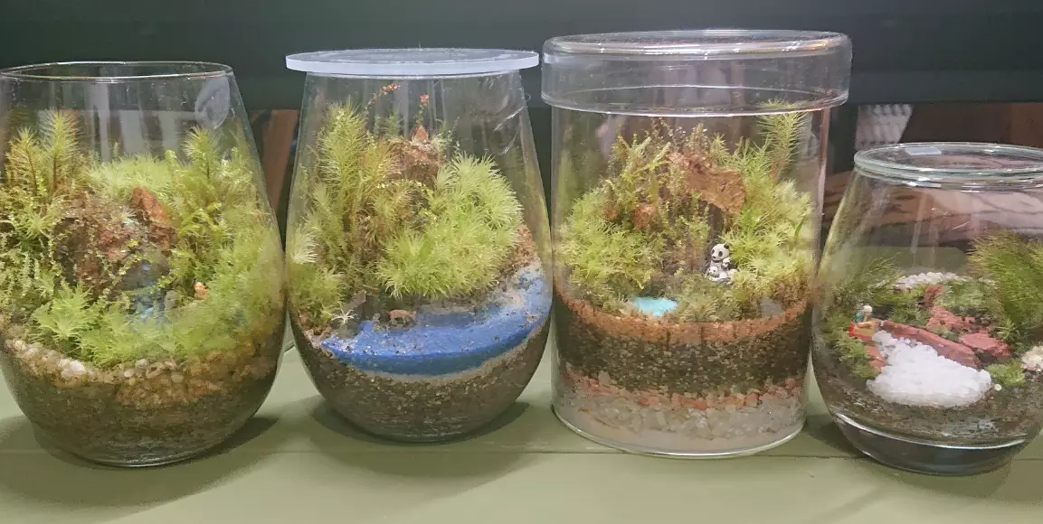 苔蘚繁殖diy