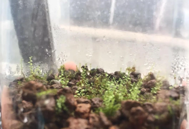 苔蘚分株 苔蘚分株