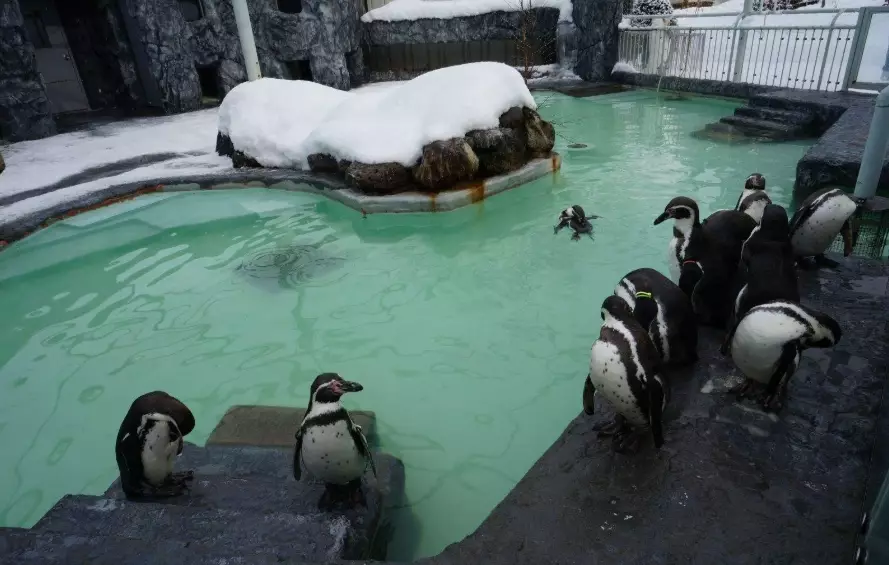 圓山動物園停留時間