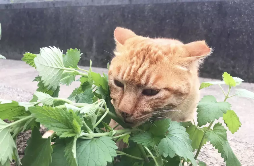 貓薄荷照顧 貓薄荷照顧