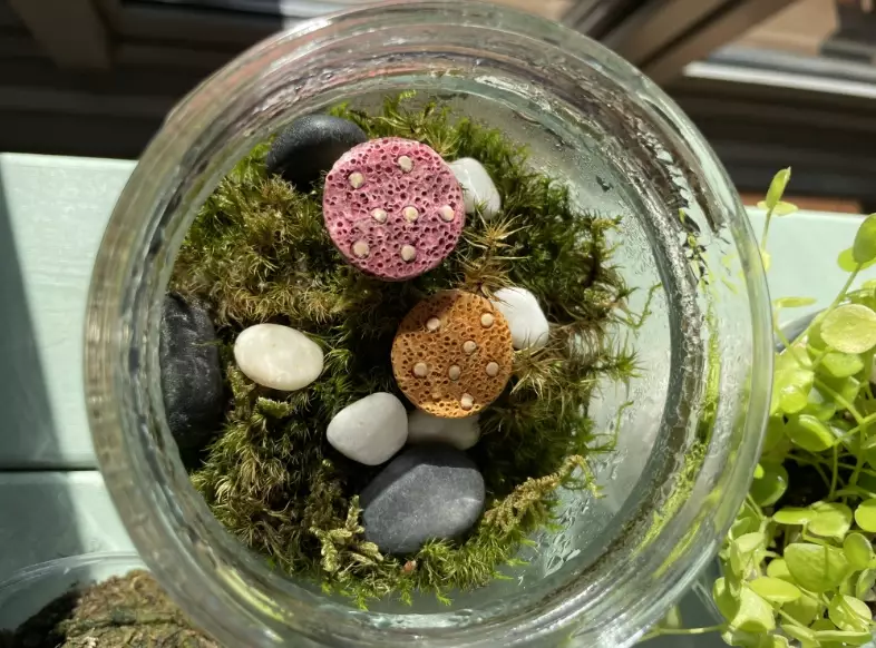 苔蘚繁殖 苔蘚繁殖