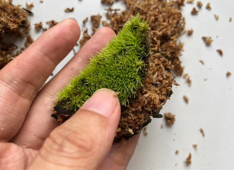 苔蘚養護 苔蘚養護