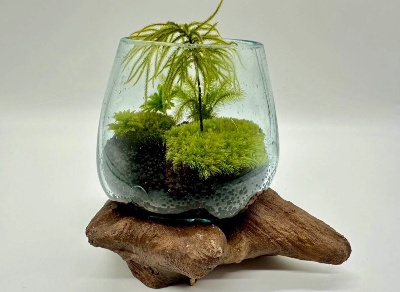 苔蘚繁殖 苔蘚繁殖