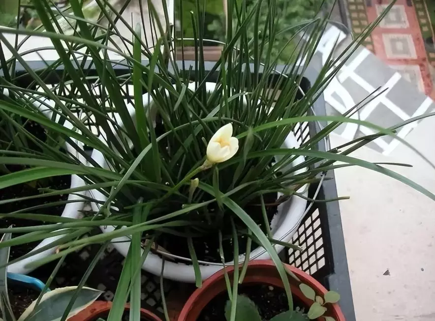 風雨蘭種子種植 風雨蘭種子種植