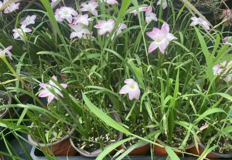 風雨蘭種子種植 風雨蘭種子種植
