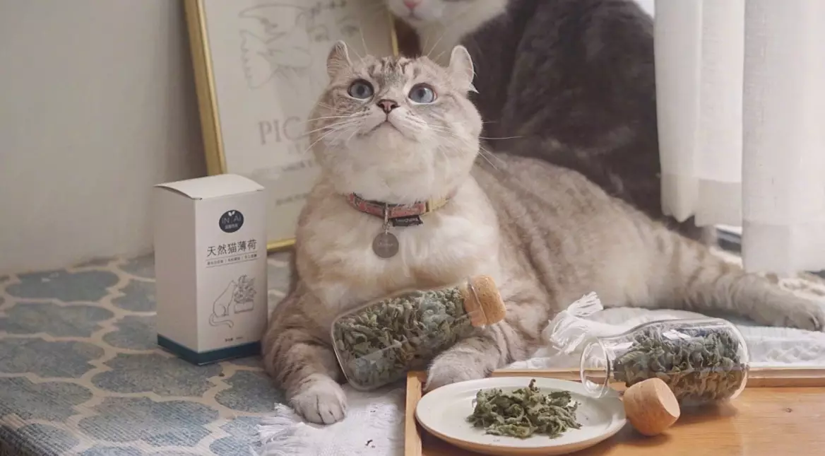 貓薄荷繁殖