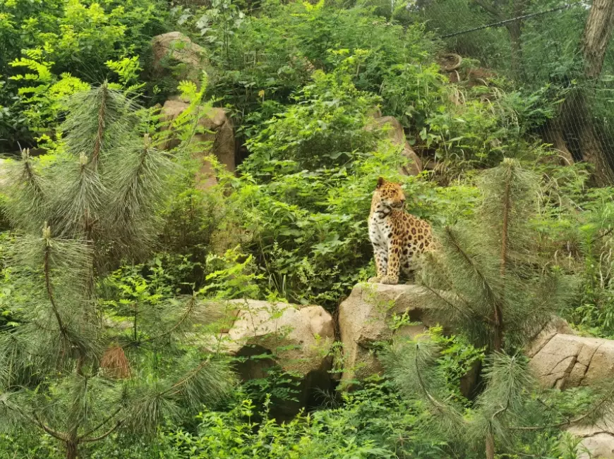台灣野生動物 台灣野生動物