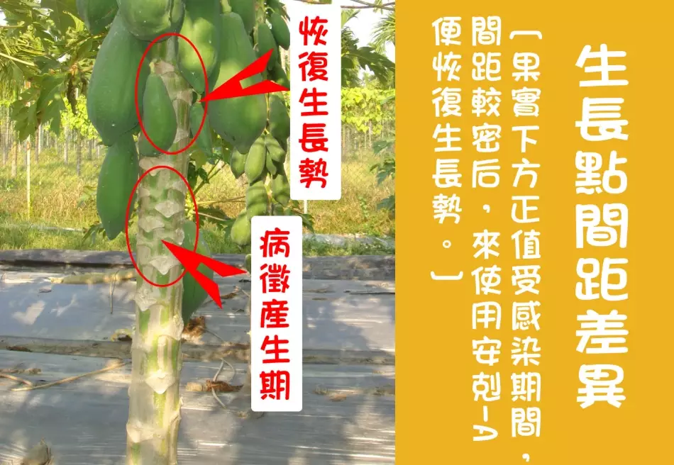 木瓜輪點病可以吃嗎