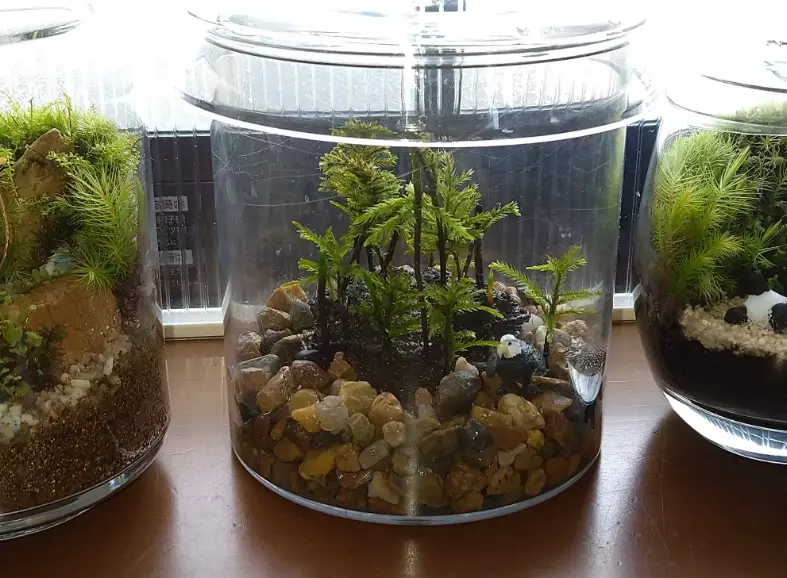 苔蘚分株 苔蘚分株