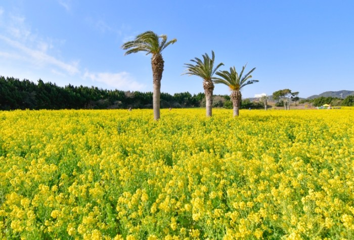 濟州島油菜花 濟州島油菜花