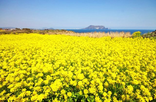 濟州島油菜花 濟州島油菜花