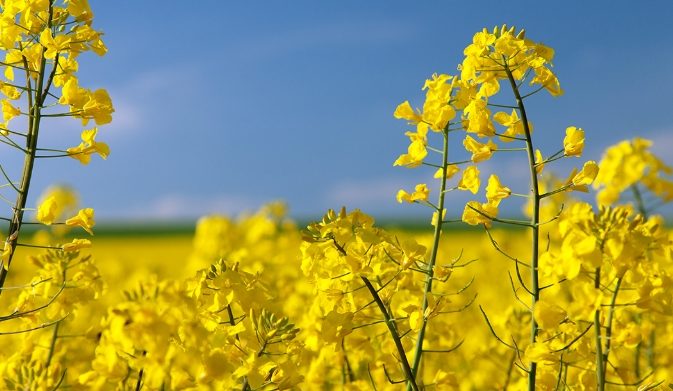 濟州島油菜花 濟州島油菜花