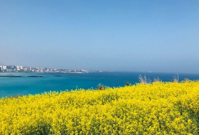 濟州島油菜花 濟州島油菜花