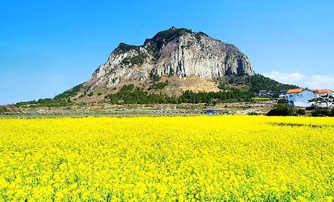 濟州島油菜花 濟州島油菜花