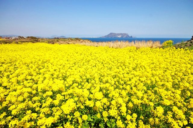 濟州島油菜花 濟州島油菜花