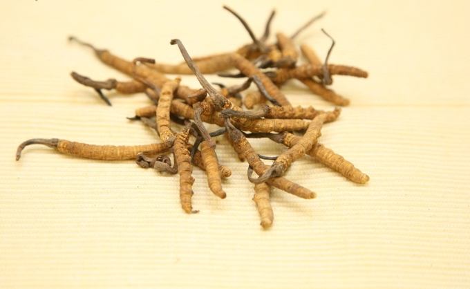 冬蟲草功效 冬蟲草功效