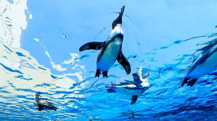 水族館東京 水族館東京