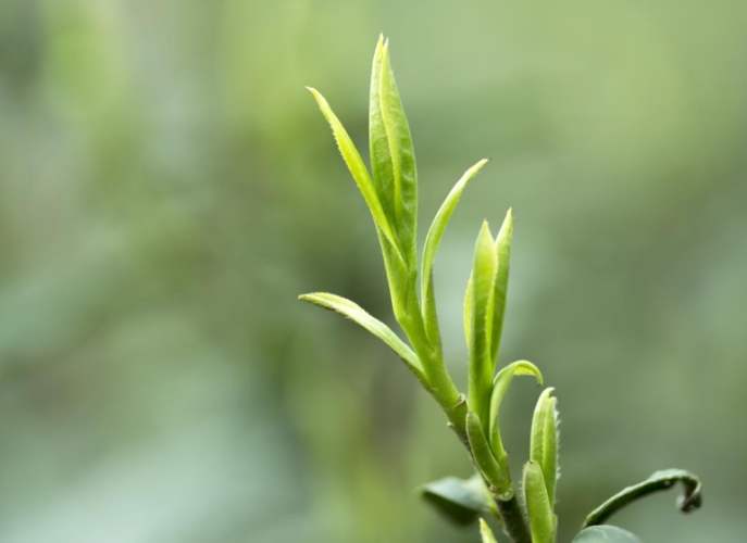 青茶功效