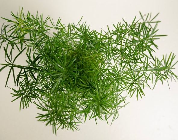 武竹