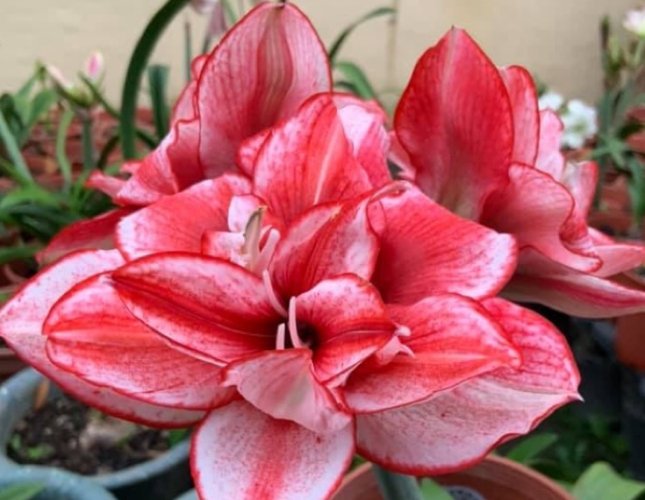孤挺花花語 孤挺花花語