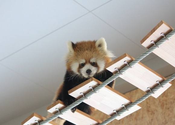 札幌市円山動物園 札幌市円山動物園