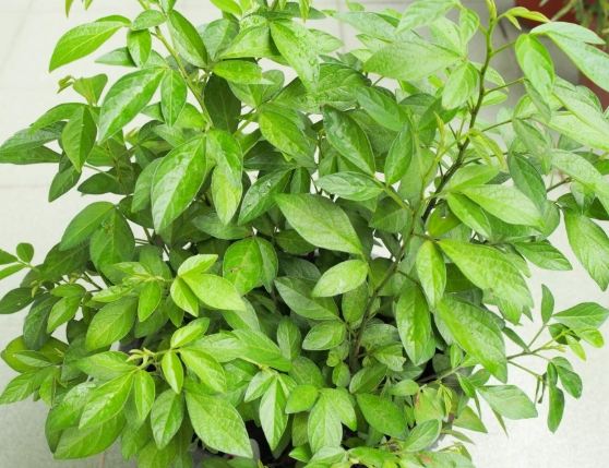 抹草種植 抹草種植