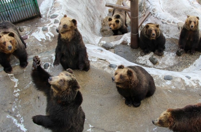 クマ牧場 クマ牧場