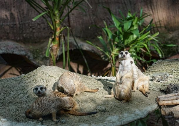 清邁夜間動物園 清邁夜間動物園
