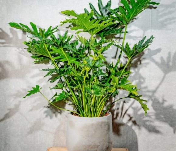小天使蔓綠絨 小天使蔓綠絨