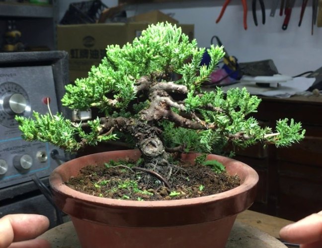 珍珠柏 珍珠柏