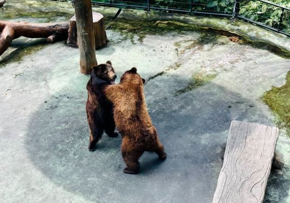 深圳野生動物園 深圳野生動物園