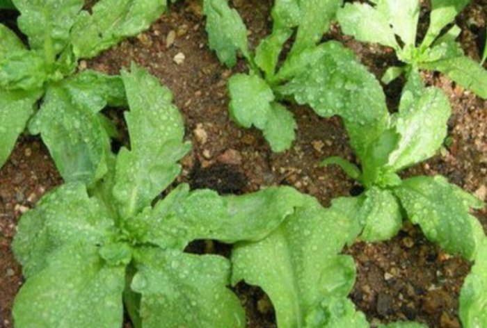 茼蒿種植 茼蒿種植