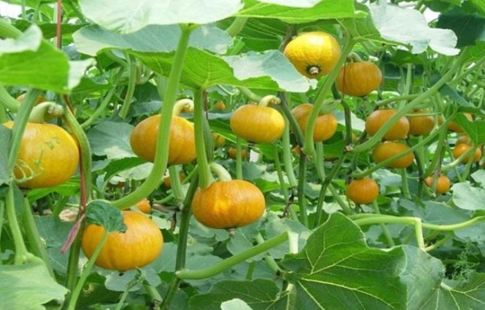南瓜種植方法 南瓜種植方法
