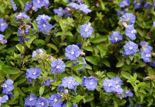 藍星花 藍星花