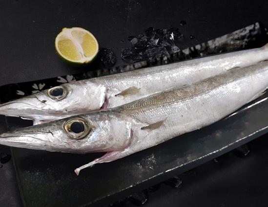 尖梭魚 尖梭魚