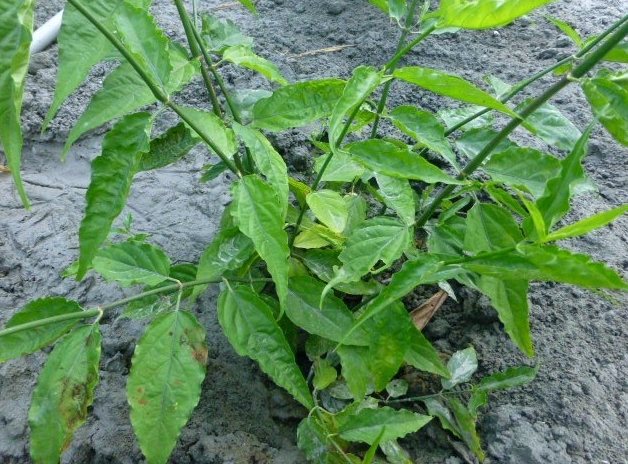 憂遁草功效吃法 憂遁草功效吃法