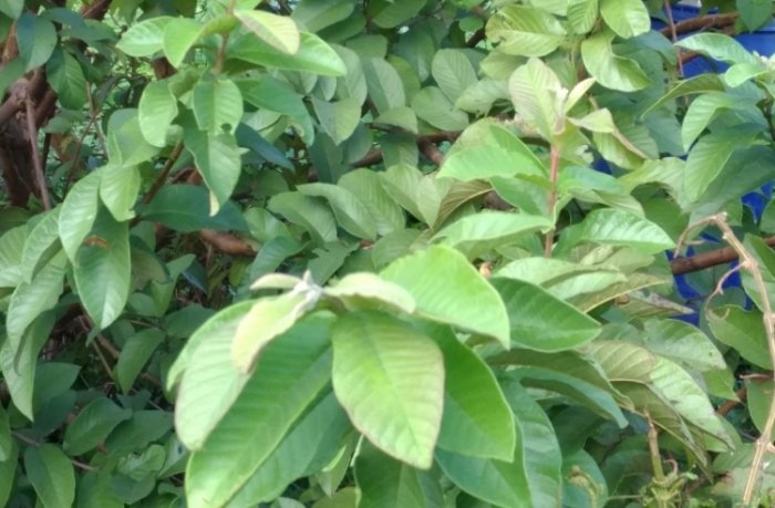 芭樂葉功效 芭樂葉功效