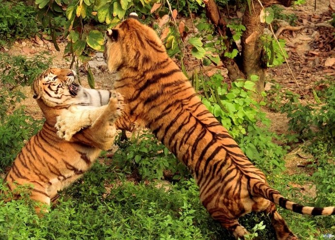 深圳動物園：門票資訊、開園時間、交通撇步與特色活動全攻略