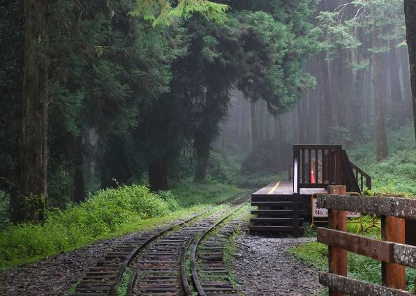 水山巨木步道