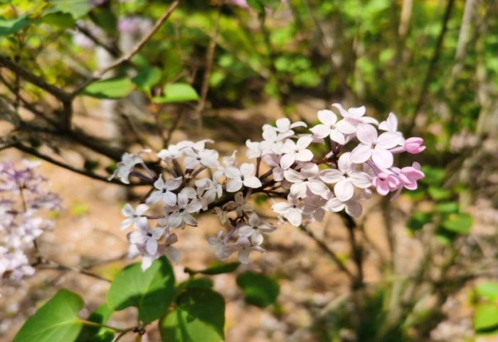 紫丁香花語 紫丁香花語