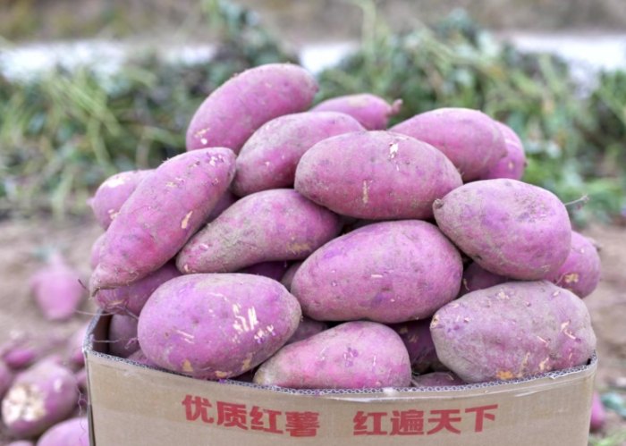地瓜熱量 地瓜熱量