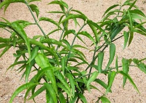 憂遁草功效吃法 憂遁草功效吃法