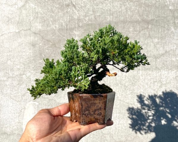 珍珠柏