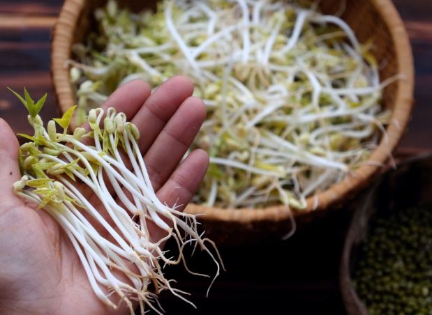 豆芽菜營養