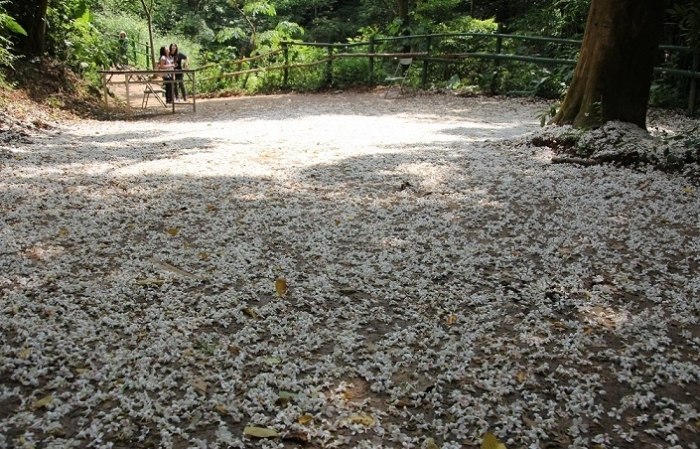 福田生態社區桐花步道 福田生態社區桐花步道