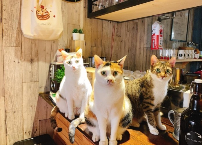 動物餐廳 動物餐廳