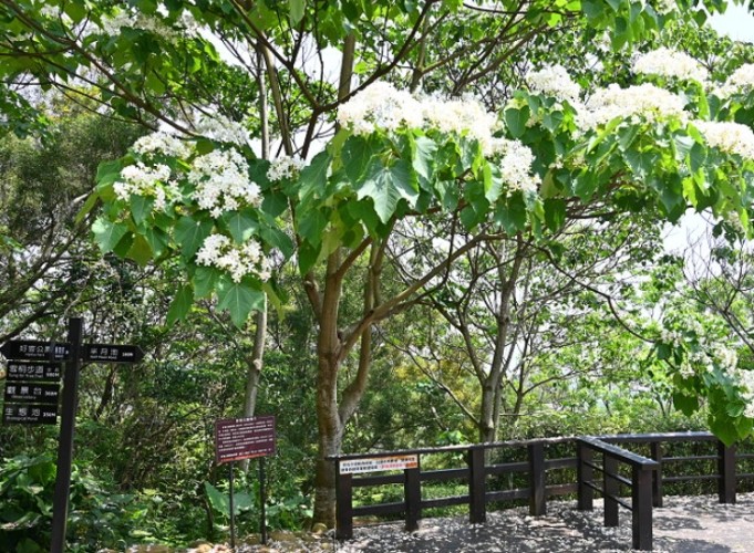 油桐花景點 油桐花景點
