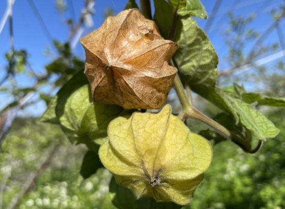 燈籠果種植 燈籠果種植