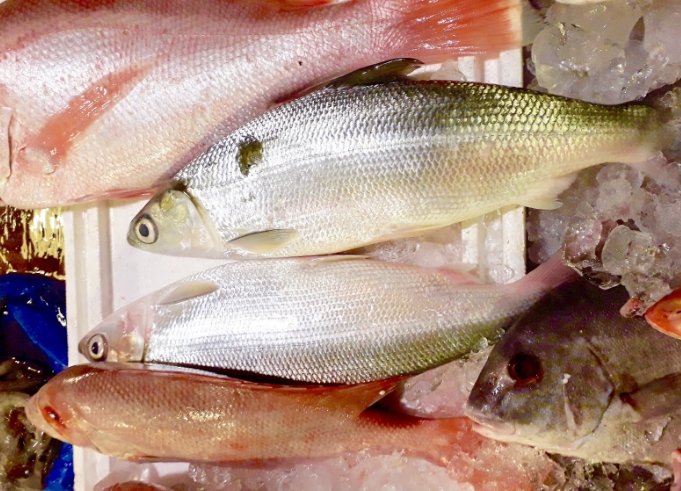 虱目魚營養 虱目魚營養
